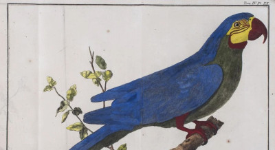Blue and gold Macaw